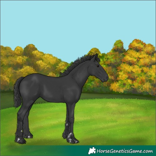 Horse Color:Black 