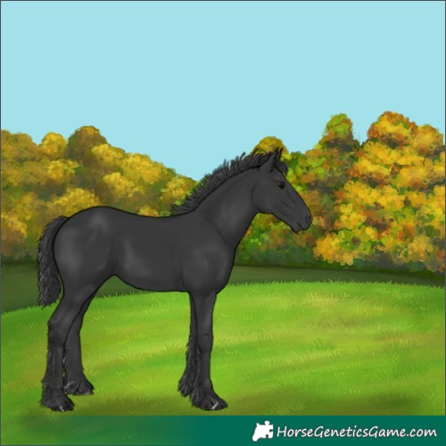 Horse Color:Black 