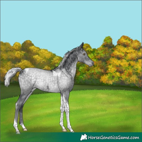 Horse Color:Silver Black Chinchilla Tobiano 