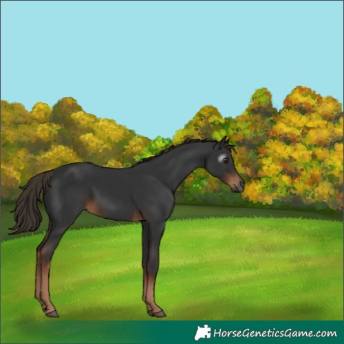 Horse Color:Gray White Spotted Liver Chestnut 