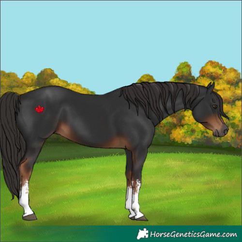 Horse Color:Gray White Spotted Liver Chestnut 