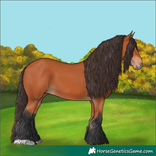Horse Color:Bay 