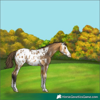 Horse Color:Buckskin Sabino Blanket