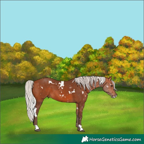 Horse Color:White Spotted Silver Bay 