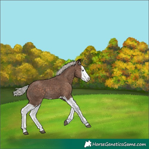 Horse Color:Silver Black Splash 