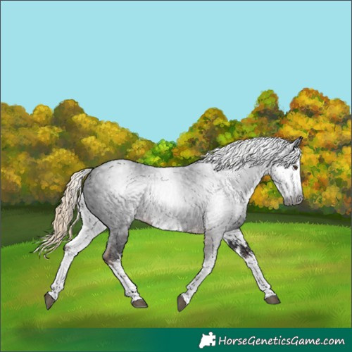 Horse Color:Gray White Spotted Liver Chestnut 