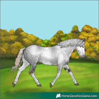 Horse Color:Gray White Spotted Liver Chestnut 