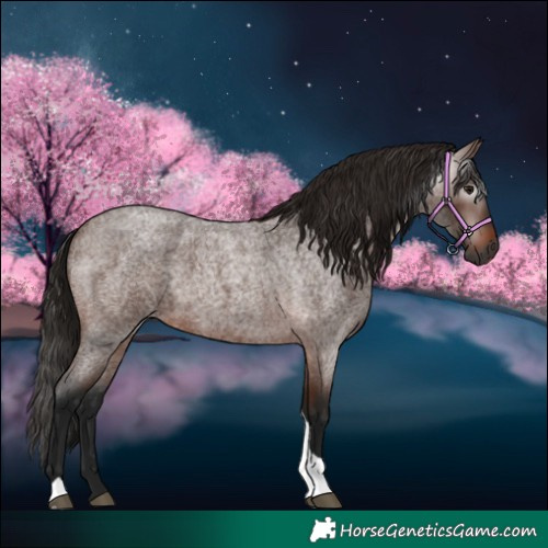 Horse Color:Gray Bay Roan Tobiano