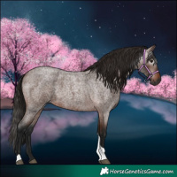 Horse Color:Gray Bay Roan Tobiano 