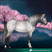 Horse Color:Gray Bay Roan Tobiano 