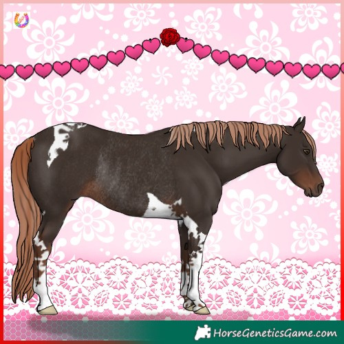 Horse Color:Liver Chestnut Tobiano Rabicano 