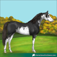 Horse Color:Gray White Spotted Liver Chestnut
