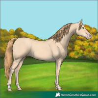 Horse Color:Gold Champagne Dun 