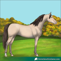 Horse Color:Amber Champagne Dun 