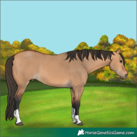 Horse Color:Bay Dun Tobiano Rabicano