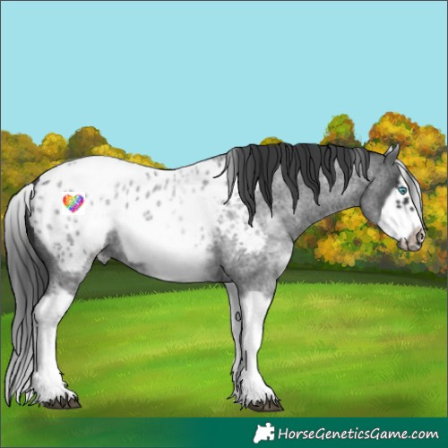 Horse Color:White Spotted Blue Roan Splash Frame Appaloosa 
