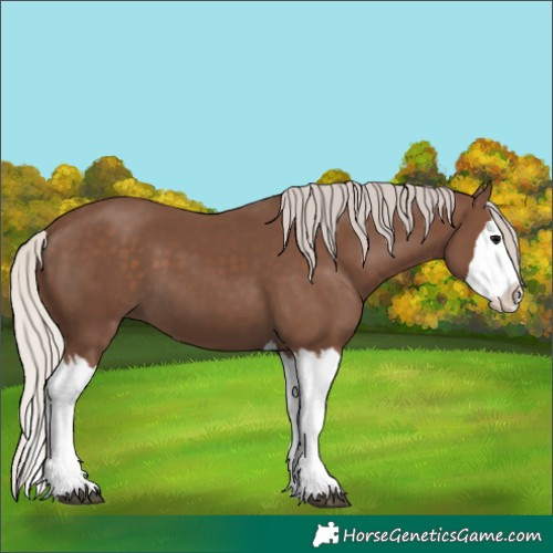 Horse Color:Silver Black Splash