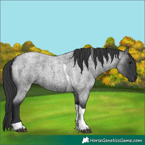 Horse Color:Blue Roan Tobiano 