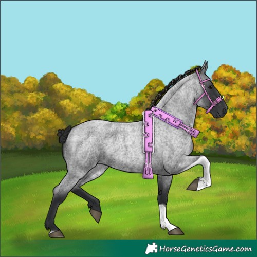 Horse Color:Blue Roan Tobiano 