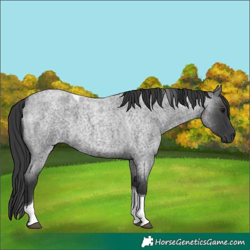 Horse Color:Blue Roan Tobiano 