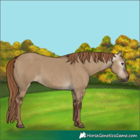 Horse Color:Gray White Spotted Liver Red Dun
