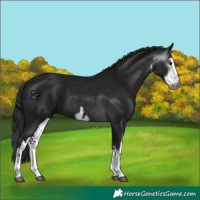 Horse Color:Gray White Spotted Black 