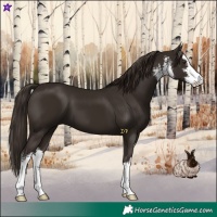Horse Color:White Spotted Liver Chestnut 