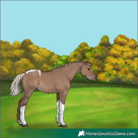 Horse Color:Silver Grullo Tobiano