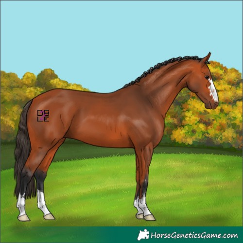 Horse Color:Bay 
