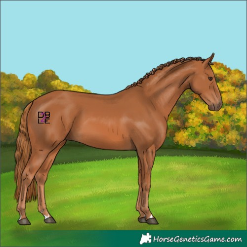 Horse Color:Chestnut 