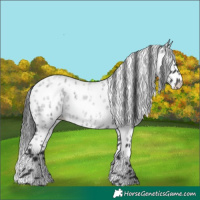 Horse Color:Blue Roan Leopard 