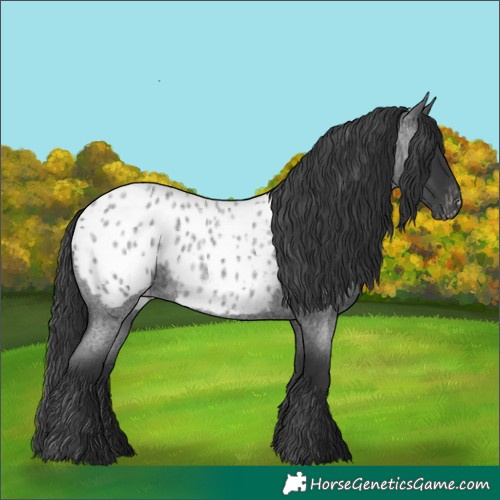 Horse Color:Blue Roan Near Leopard