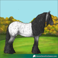Horse Color:Blue Roan Appaloosa