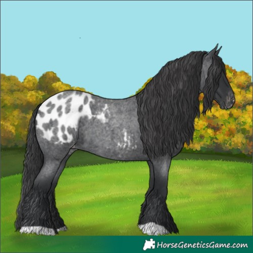 Horse Color:Blue Roan Appaloosa