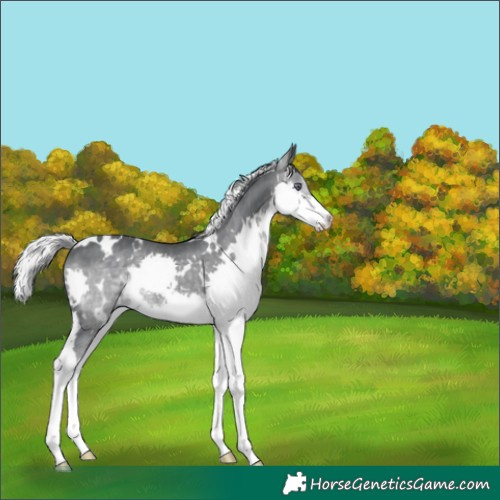 Horse Color:White Spotted Silver Black Chinchilla Splash 