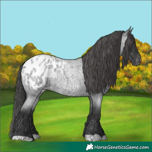 Horse Color:Blue Roan Appaloosa 