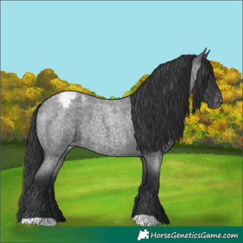 Horse Color:Blue Roan Varnish