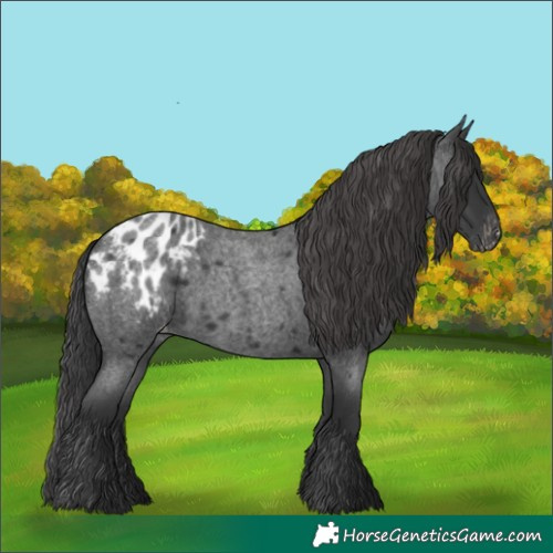 Horse Color:Blue Roan Appaloosa