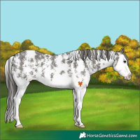Horse Color:Grullo Sabino Splash Appaloosa