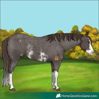 Horse Color:Liver Chestnut Sabino Splash Appaloosa 