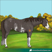 Horse Color:Liver Chestnut Sabino Splash Appaloosa 