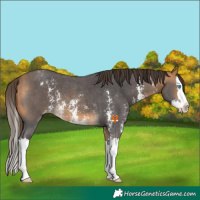 Horse Color:Buckskin Sabino Splash Appaloosa