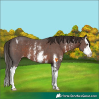 Horse Color:Liver Chestnut Sabino Splash Varnish