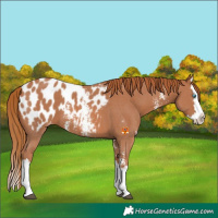 Horse Color:Chestnut Sabino Splash Appaloosa 