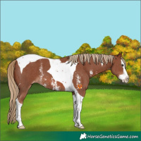 Horse Color:Chestnut Sabino Splash Tobiano Appaloosa