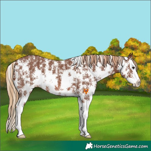 Horse Color:Chestnut Sabino Splash Varnish