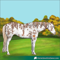 Horse Color:Chestnut Sabino Splash Appaloosa 