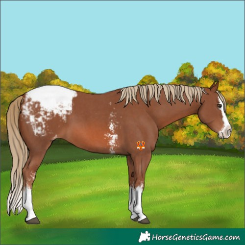 Horse Color:Chestnut Sabino Splash Appaloosa 