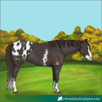 Horse Color:Liver Chestnut Sabino Splash Appaloosa