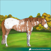 Horse Color:Chestnut Sabino Splash Appaloosa 